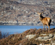 Stag on the Hill