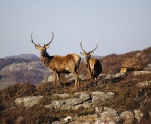 Stags on the Hill
